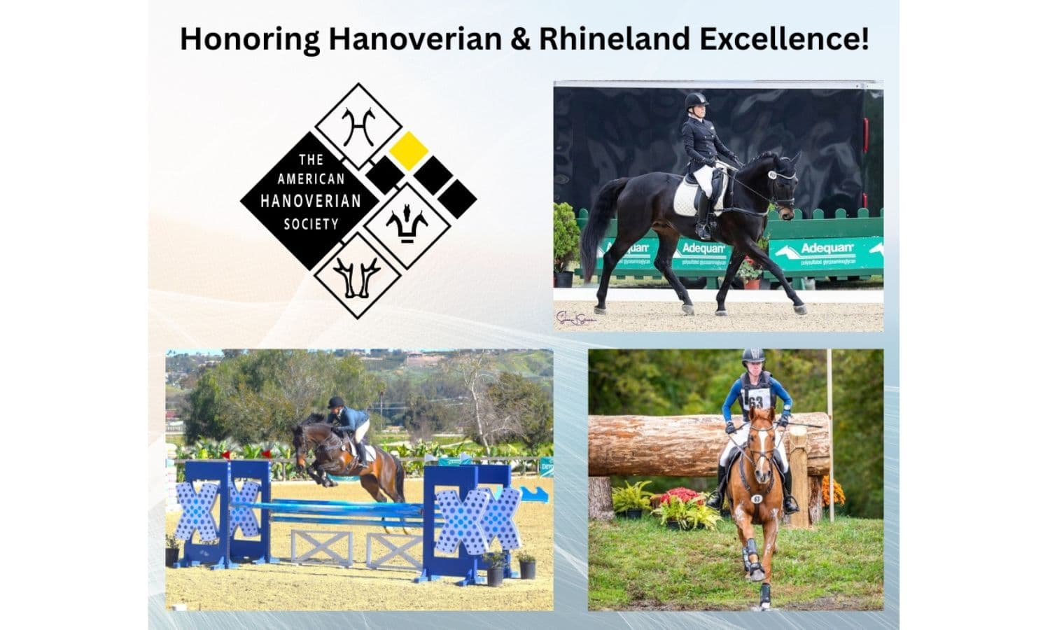 Attention Hanoverian and Rhineland Eventing Enthusiasts!