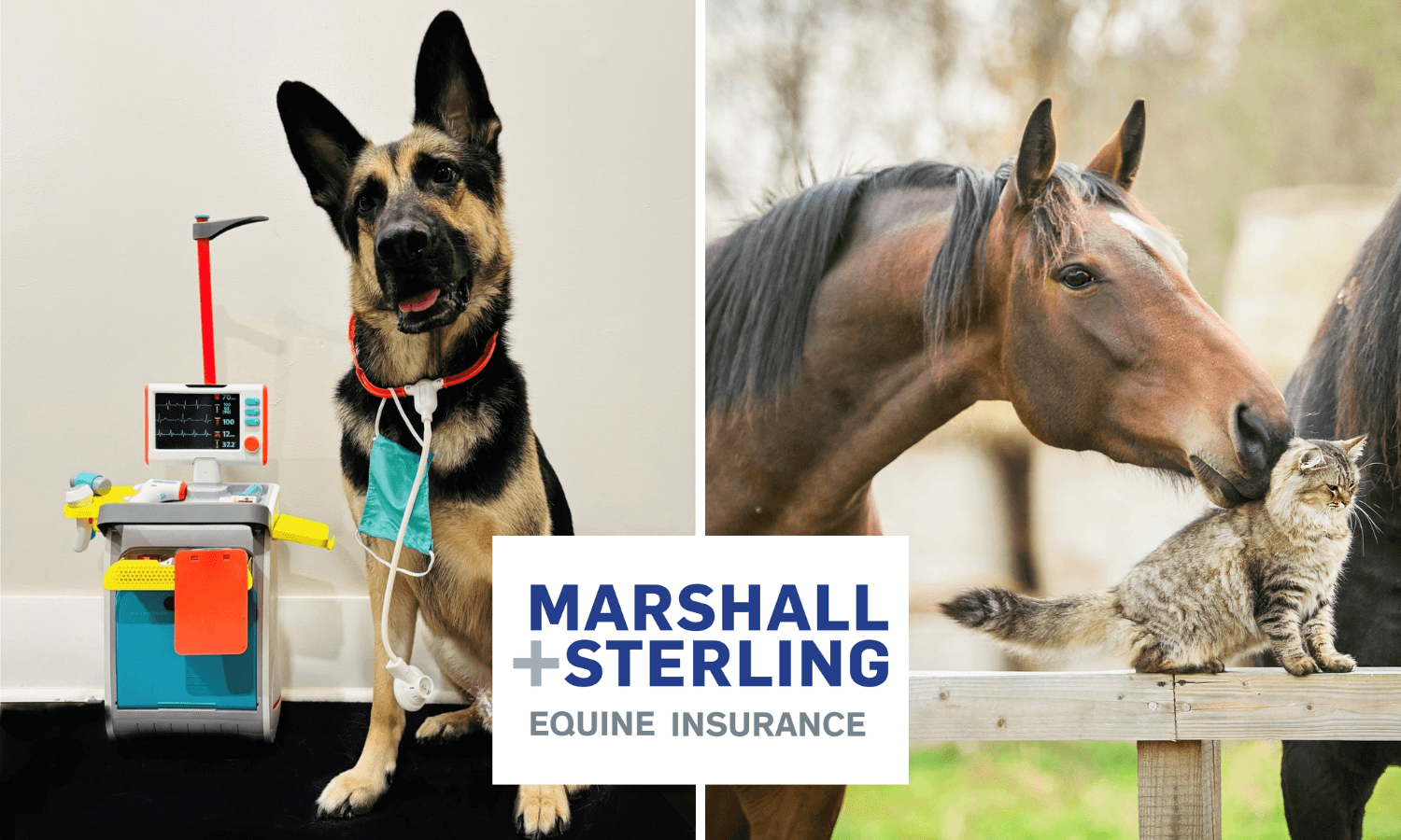 Pet Insurance 101