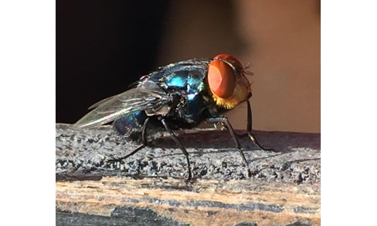 Alert: As Screwworm Moves Closer to the United States, Horse Community Should Be on the Lookout