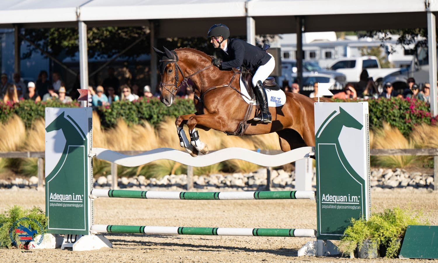 Greengard and That's Me Z Lead $60,000 Adequan® USEA Advanced Final From Start to Finish