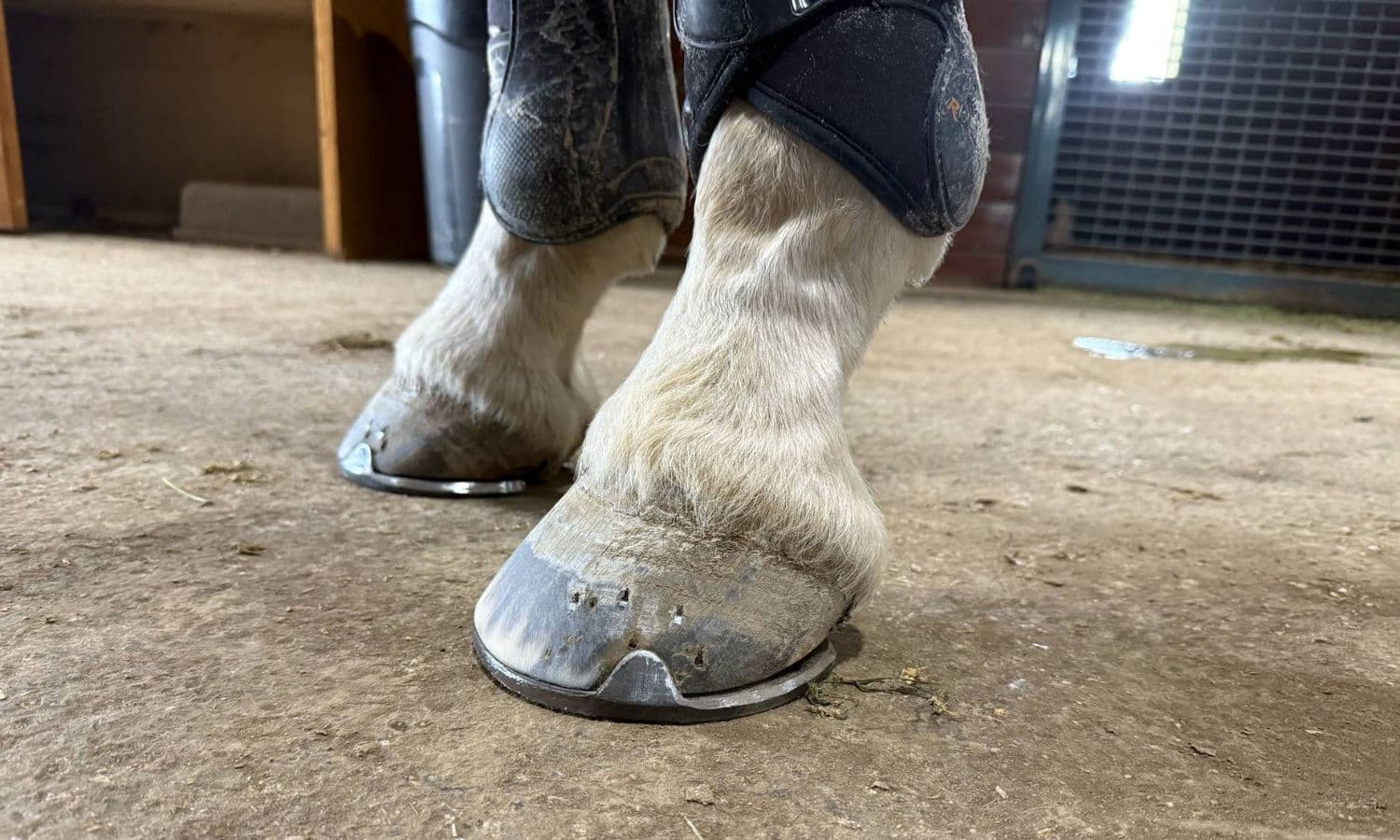 7 Summer Hoof Care Tips for Event Horses from Farrier Chris Martelli