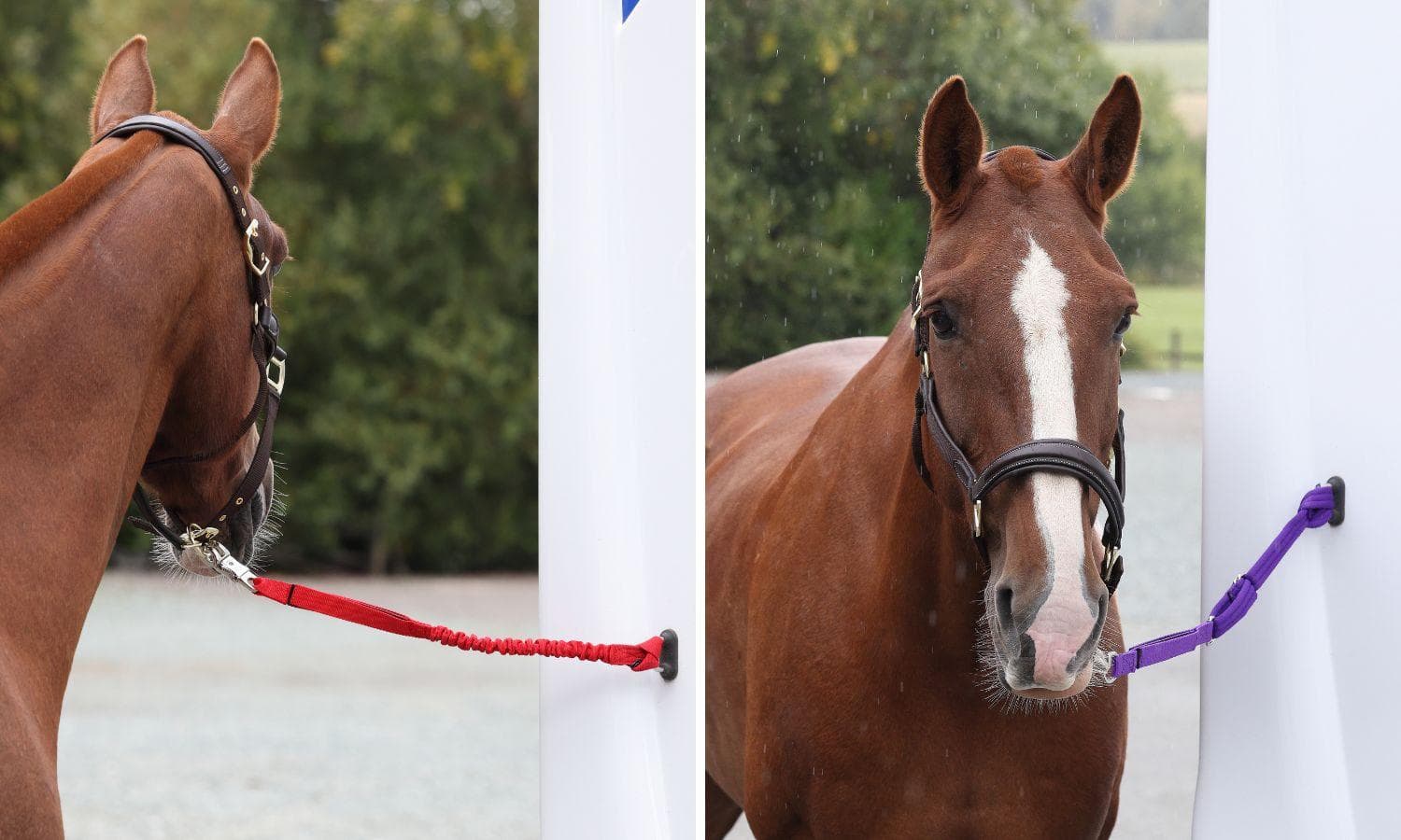 The Best Trailer Ties for Horses