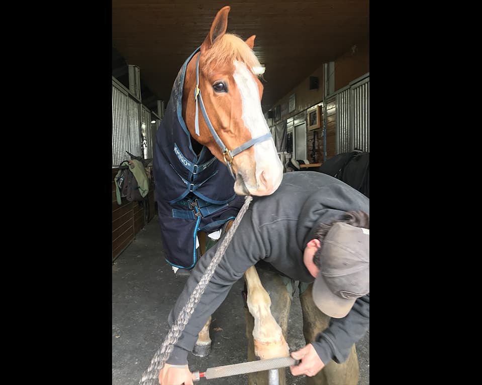 VIDEO: Form to Function for the Event Horse: Hoof Care and Anatomy with Bill Merfy