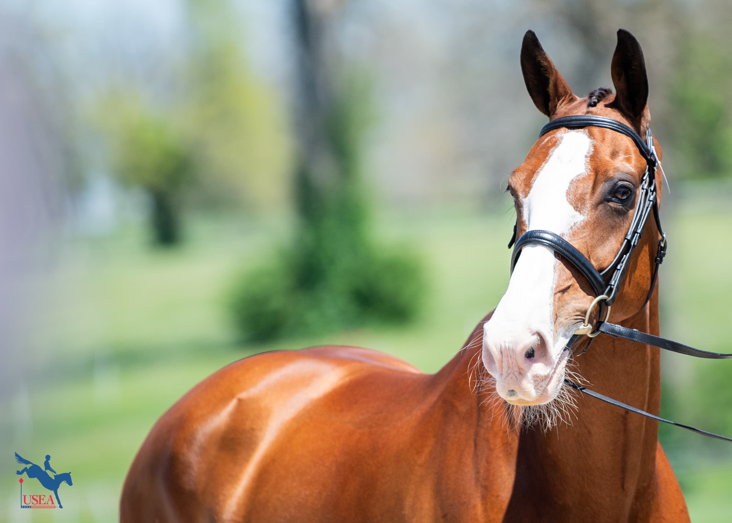 USEA/Lindsay Berreth photo