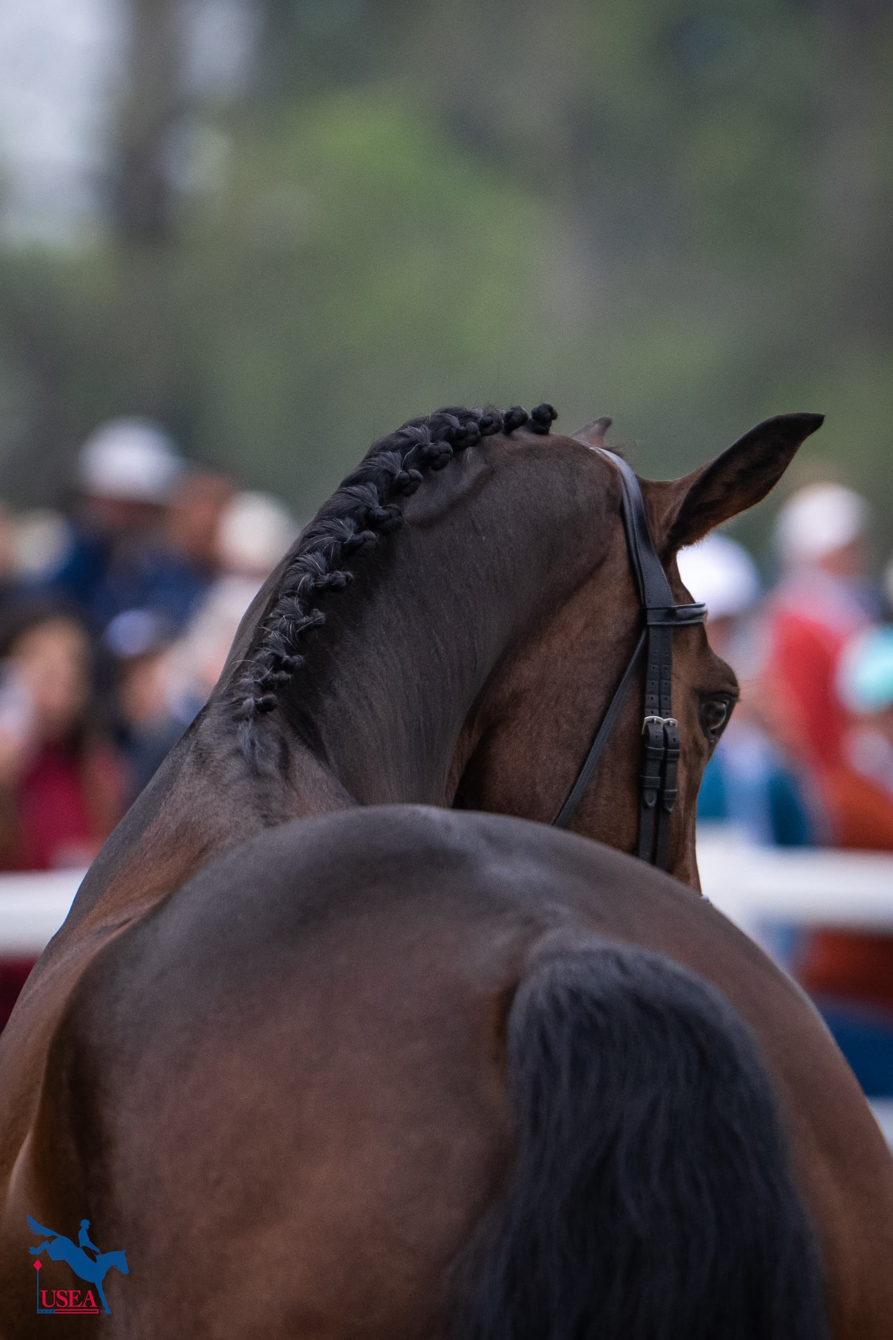 USEA/Lindsay Berreth photo