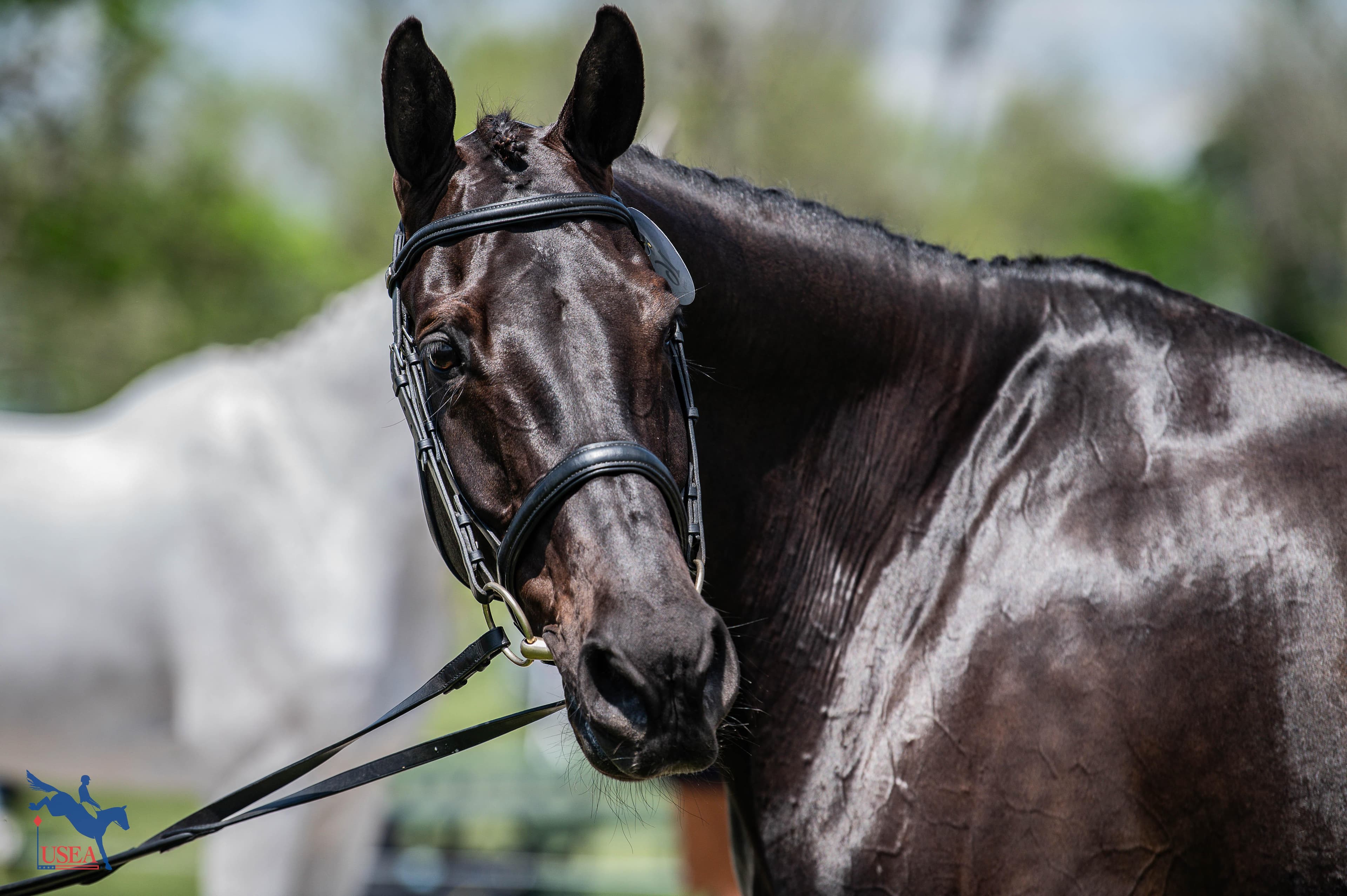 USEA/Meagan DeLisle photo