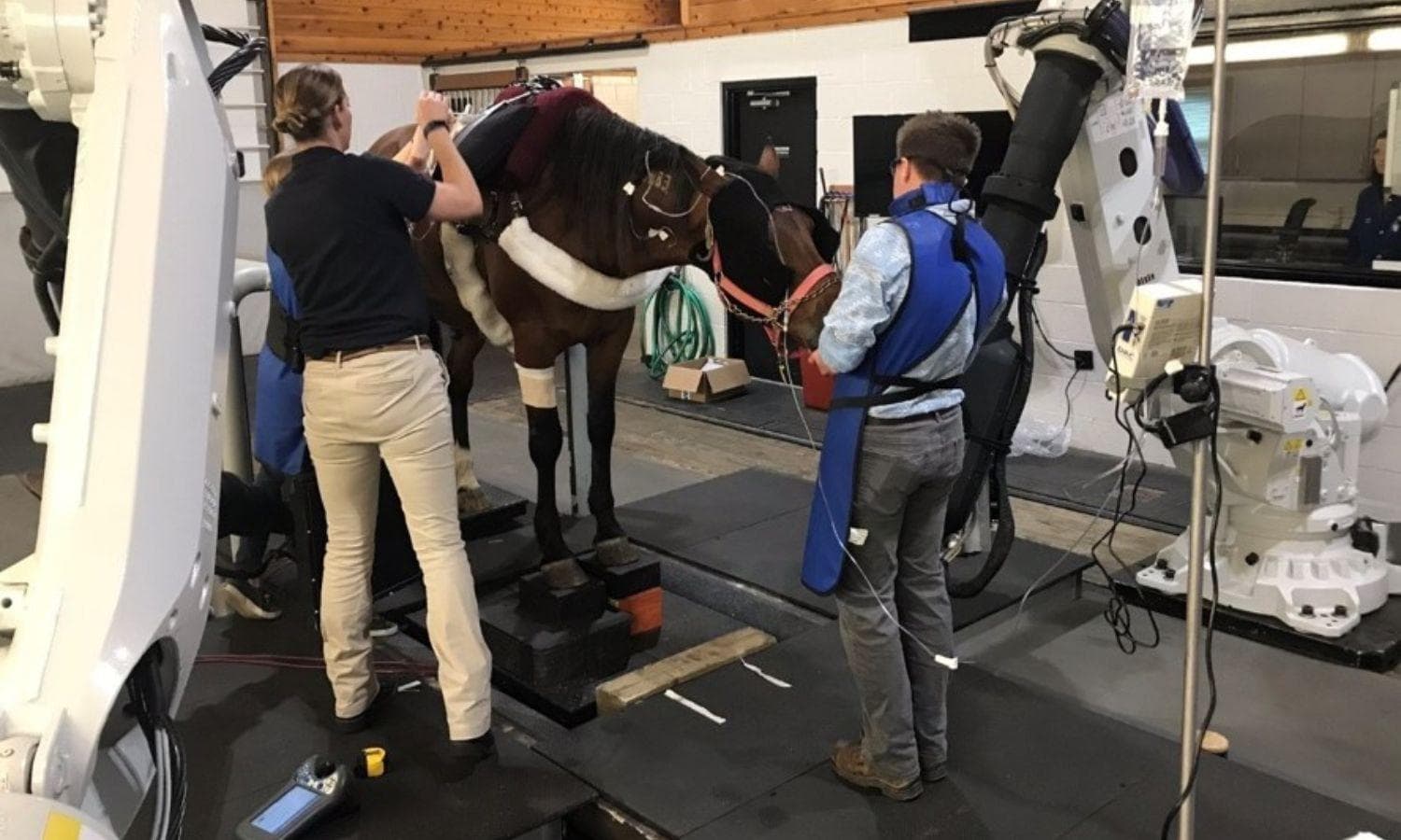 Cooling the Threat: How Grayson-Funded Research Is Changing the Fight Against Laminitis