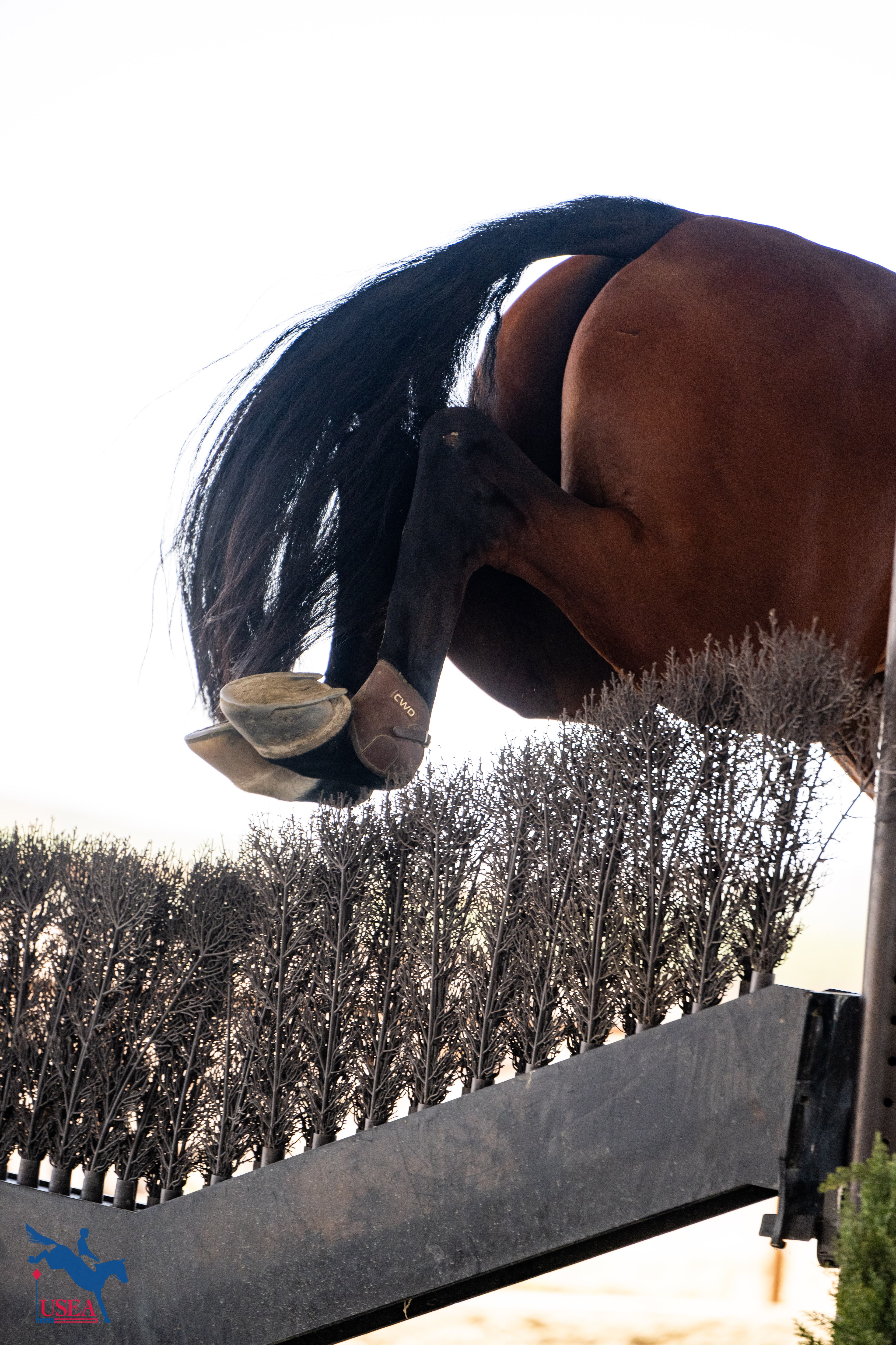 USEA/Atalya Boytner photo