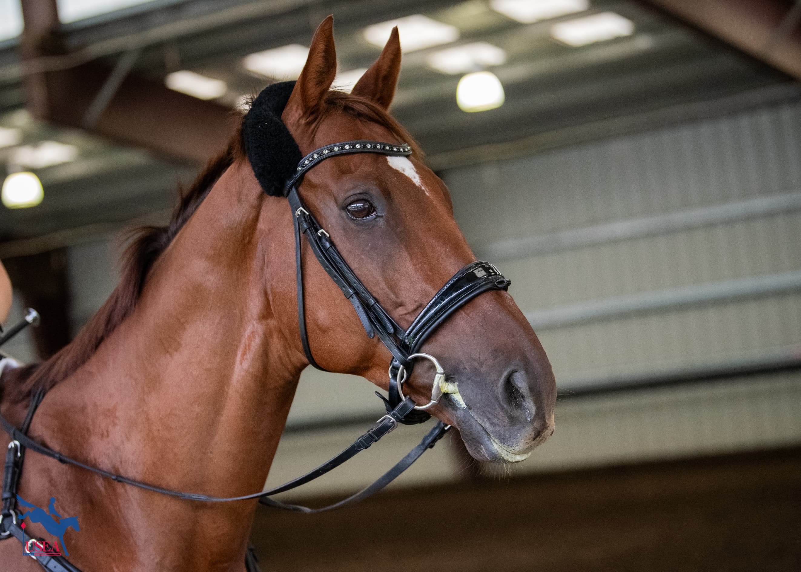 USEA/Lindsay Berreth photo