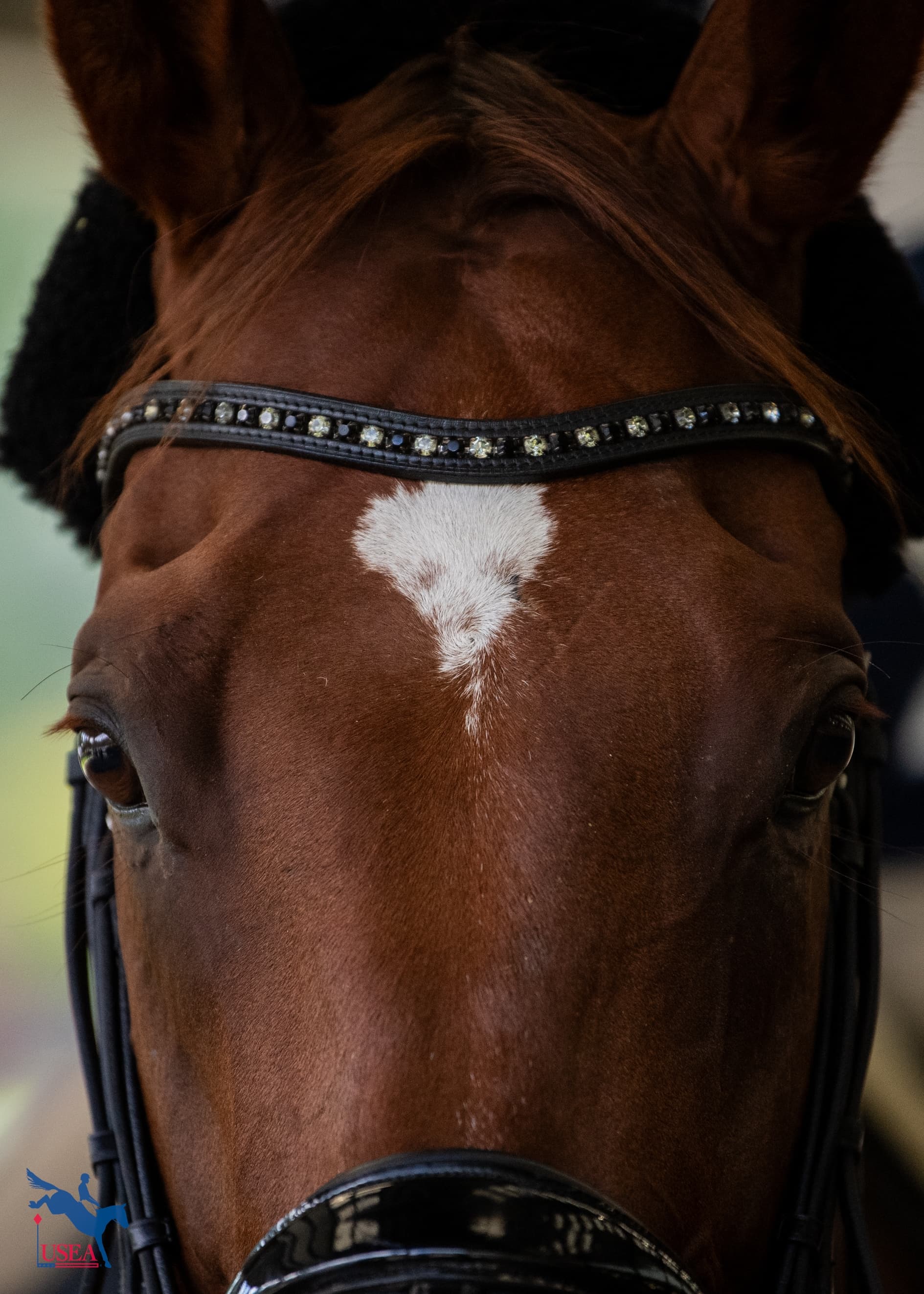 USEA/Lindsay Berreth photo
