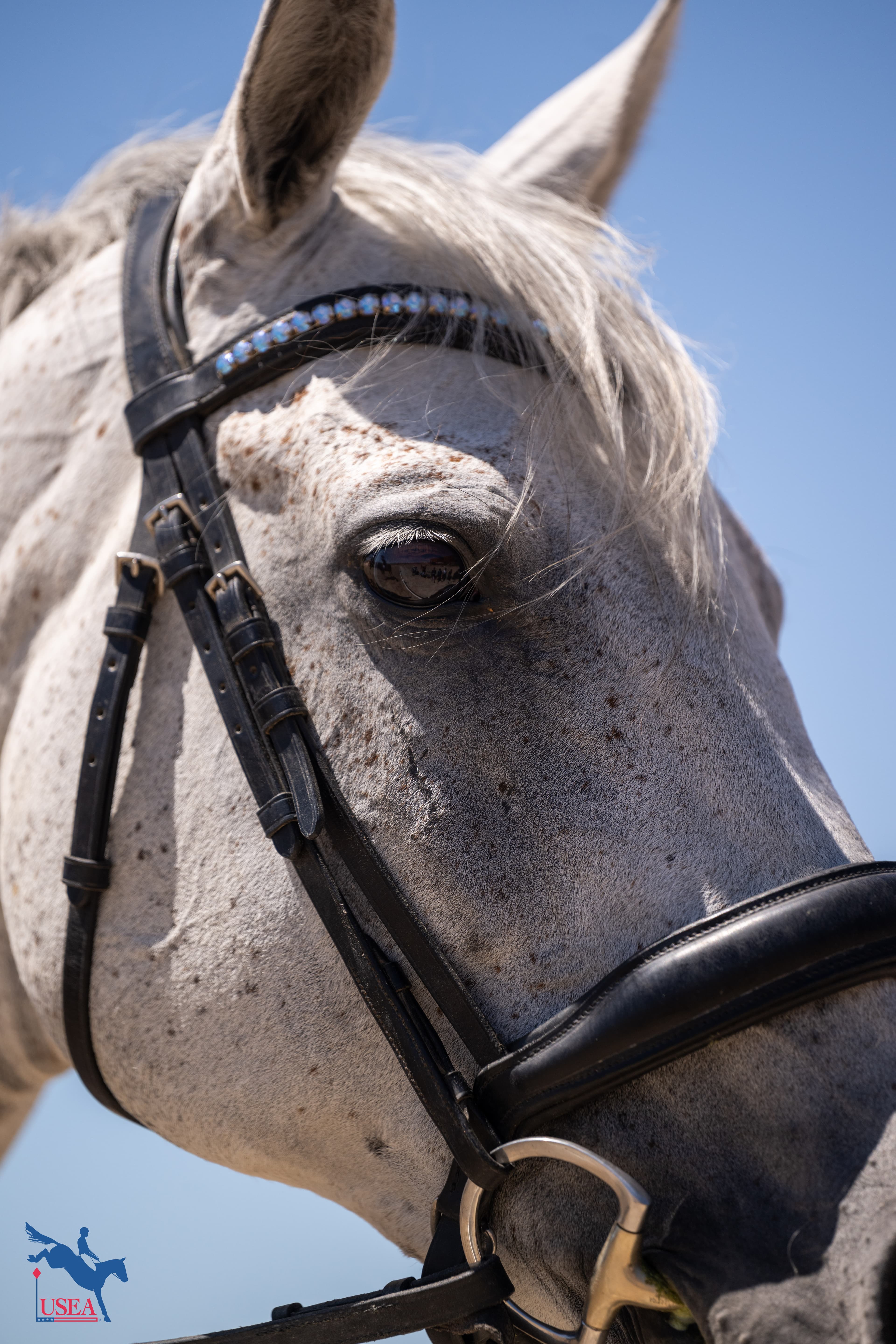 USEA/Atalya Boytner photo