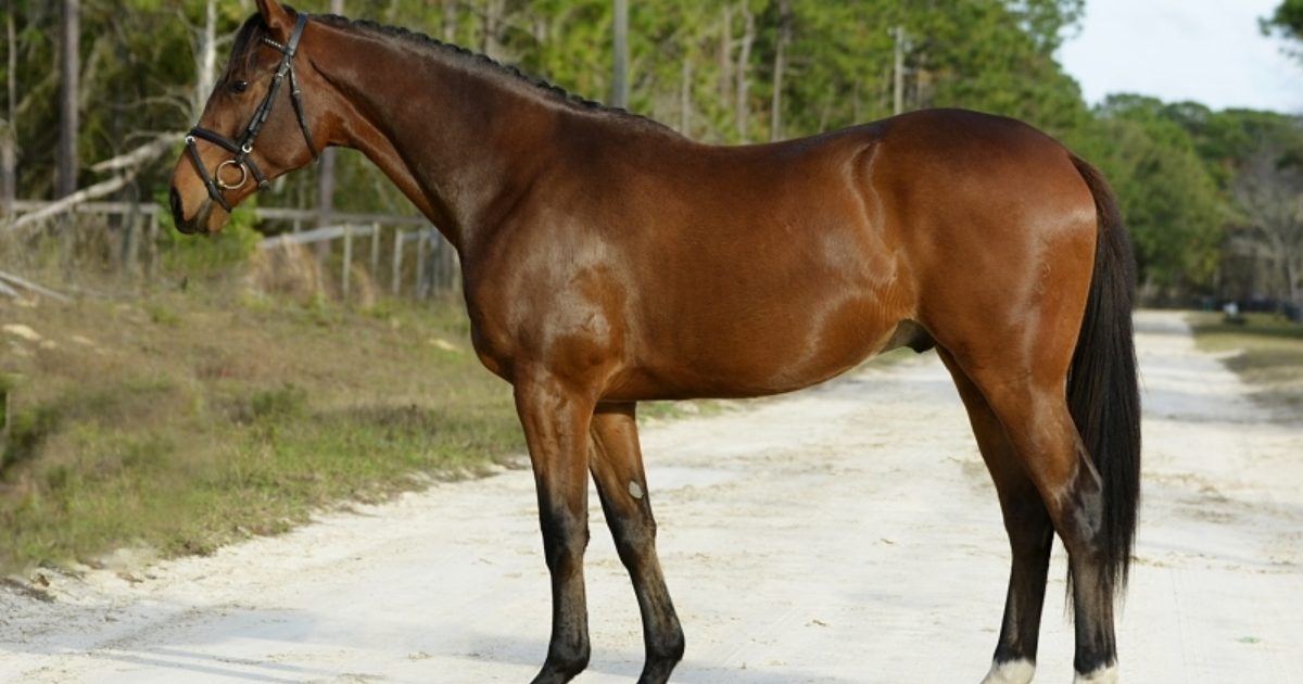 Gold Digger (horse) - American Classic Pedigrees