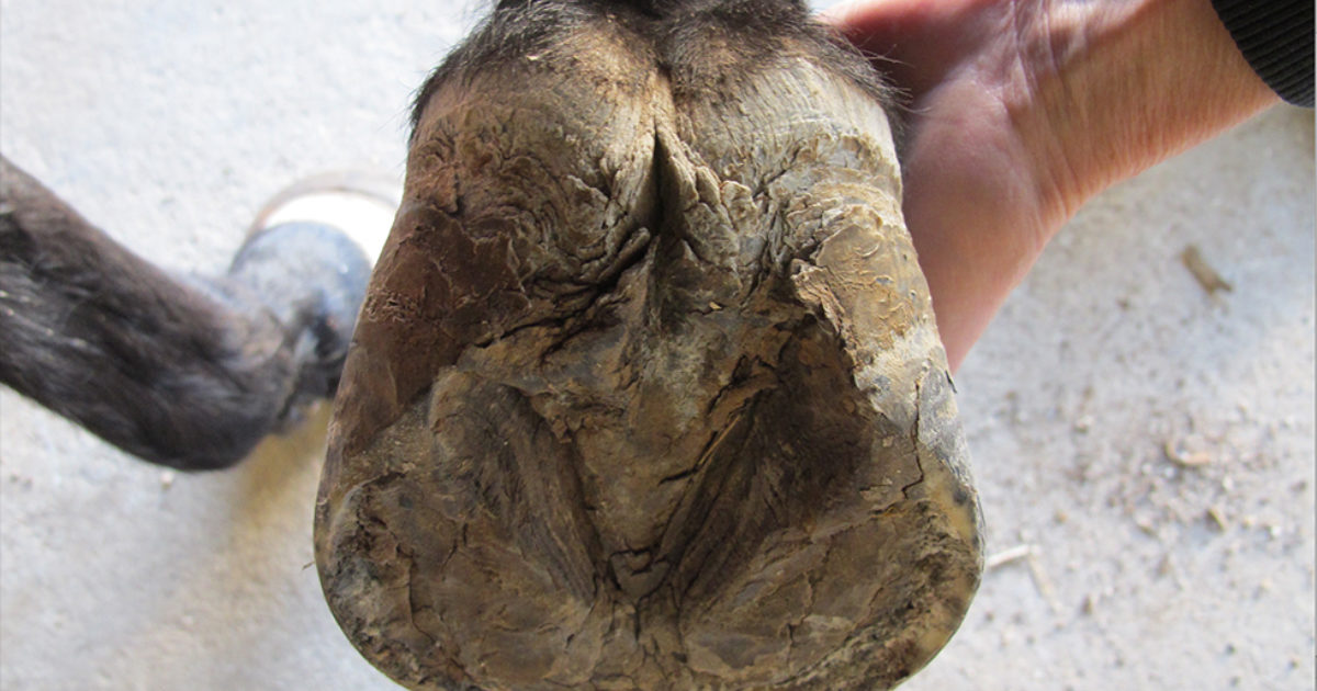 5 Horse Hoof Problems Caused By Mud and Rain