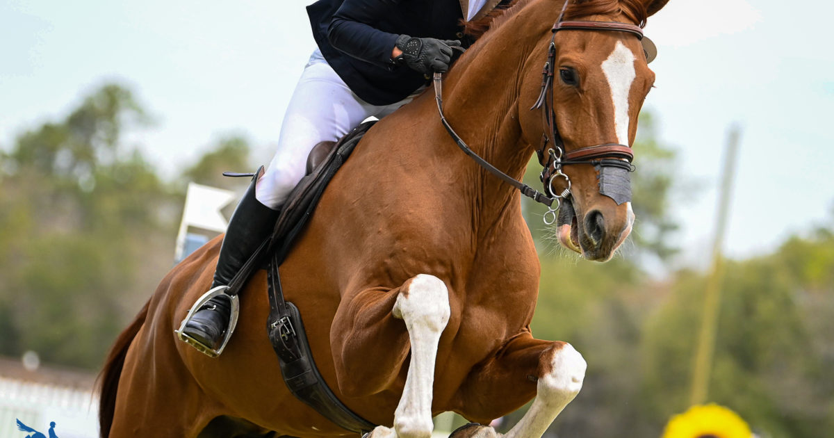 Show Jumping Rules