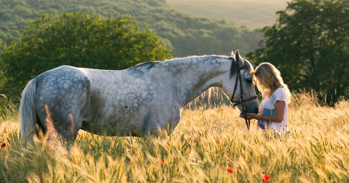 Horse best sale pill carriers