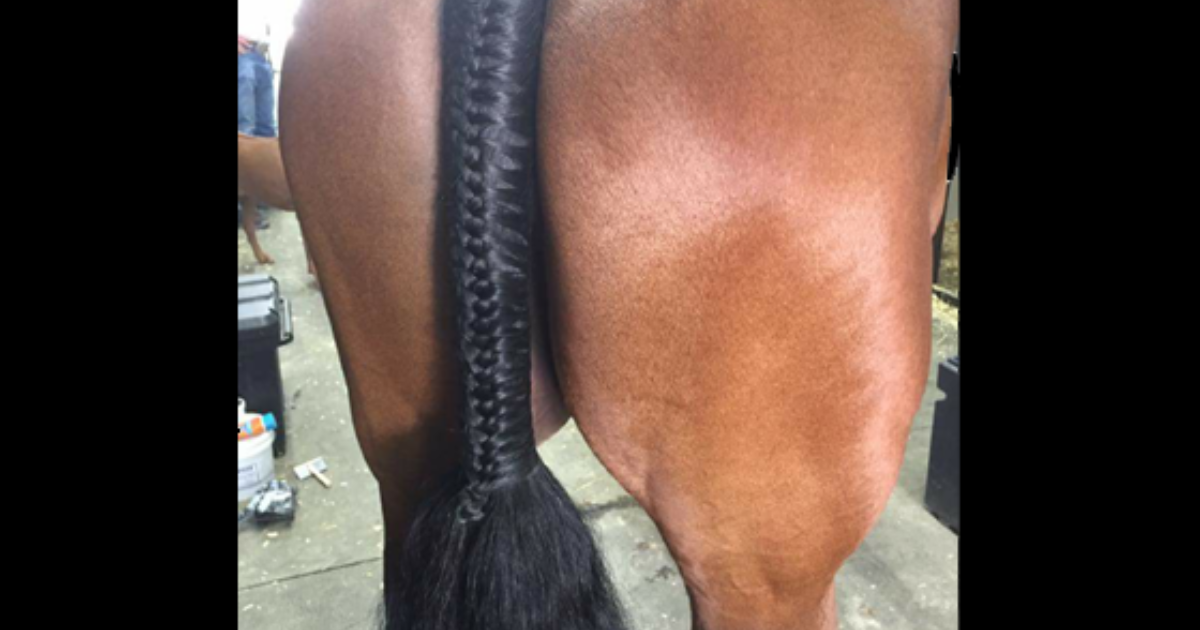 Pulling Your Horse's Tail - Pro Equine Grooms