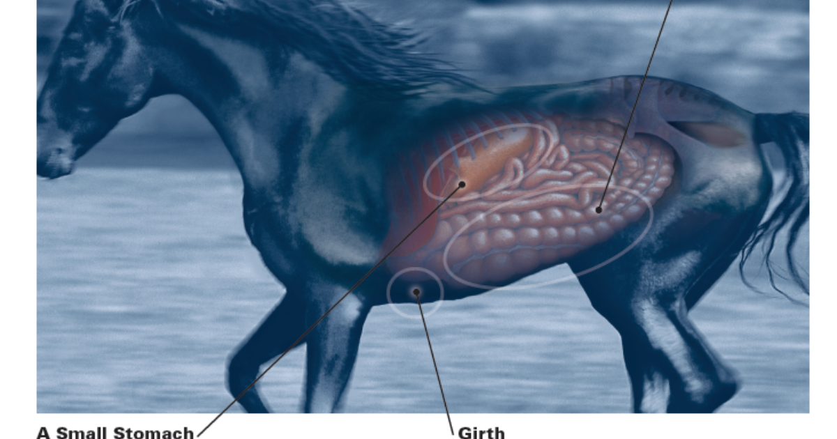 your-horse-ulcer-free-pt-1-overview-of-equine-ulcers