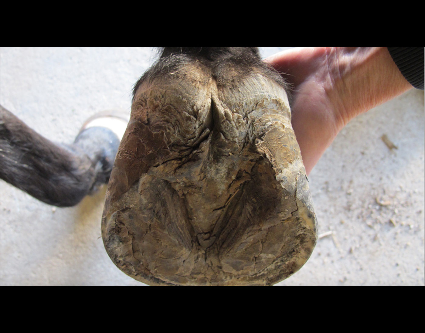 Correcting Hind Hoof Balance Could Fix Whole-Horse Issues – The Horse