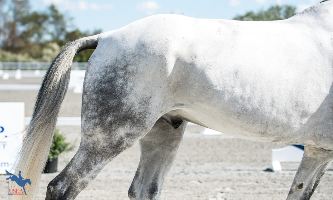 How to Make Your Horse's Coat Shine [Nutrition & Grooming Guide