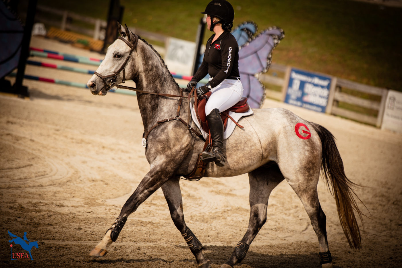 There is just something about how that Georgia red pops out on a gray coat! USEA/ Meagan DeLisle photo