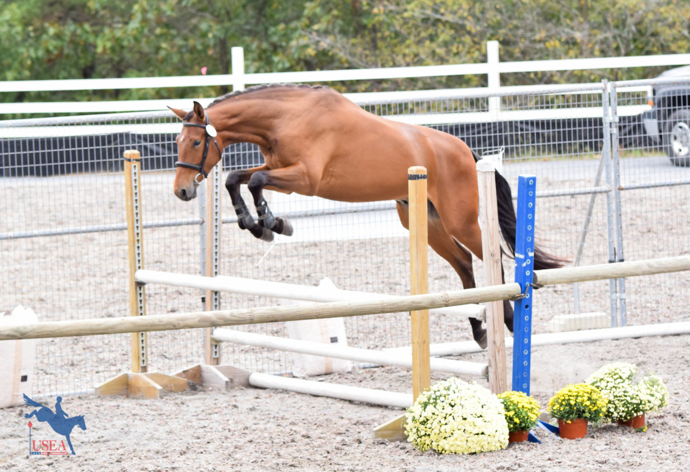 Gold Digger Z – Dutch Sport Horse Sales