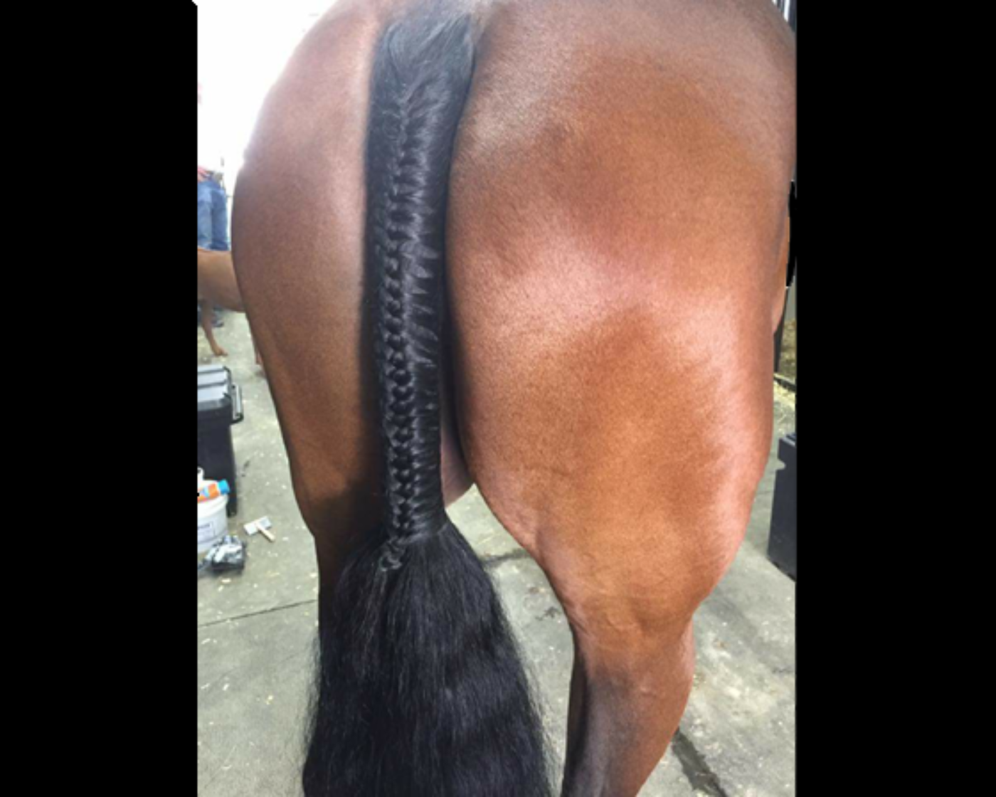 Tips and Tricks of the Trade: Tail Braiding