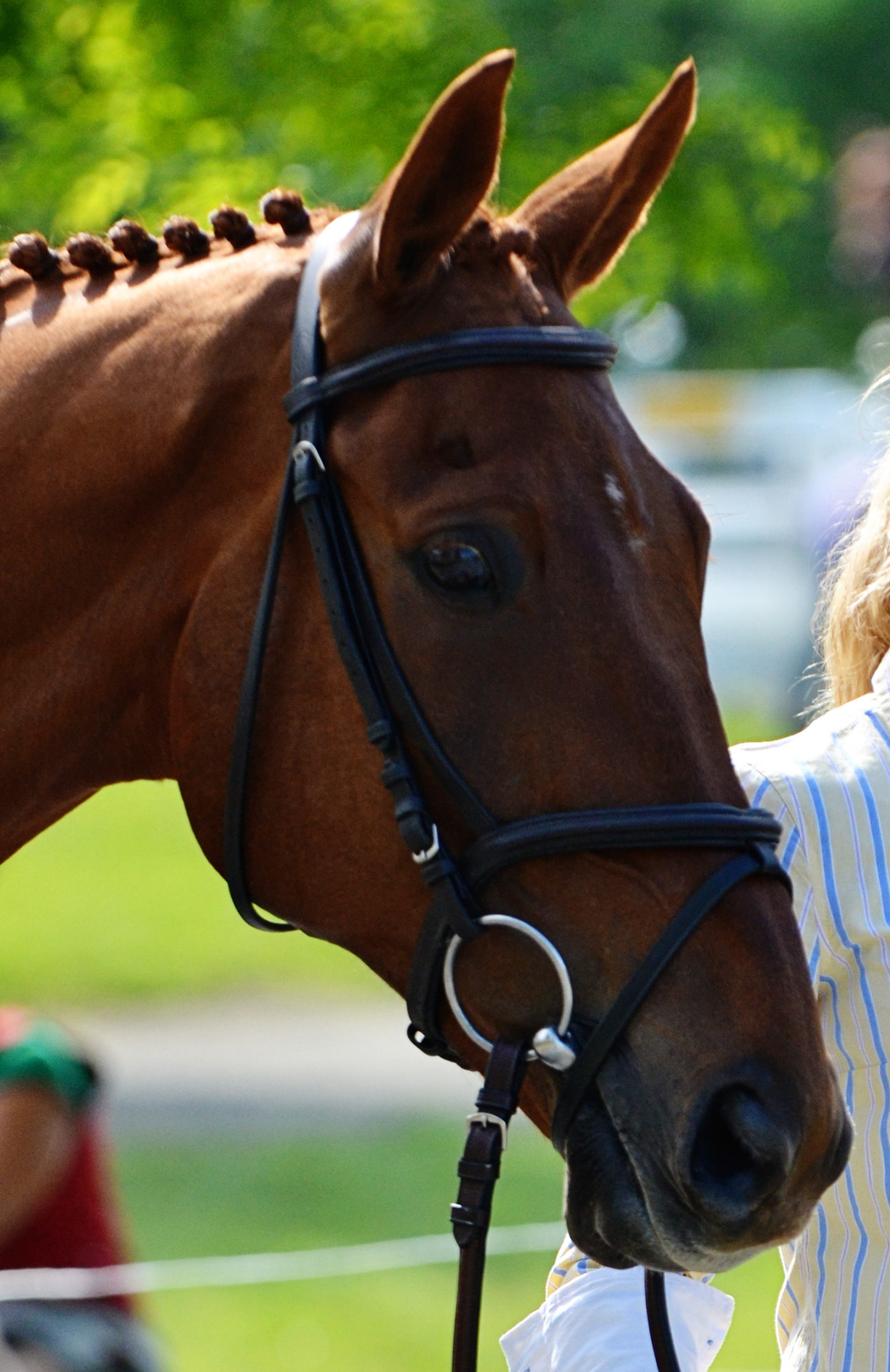 usef-announces-2012-horse-of-the-year-candidates-voting-is-now-open