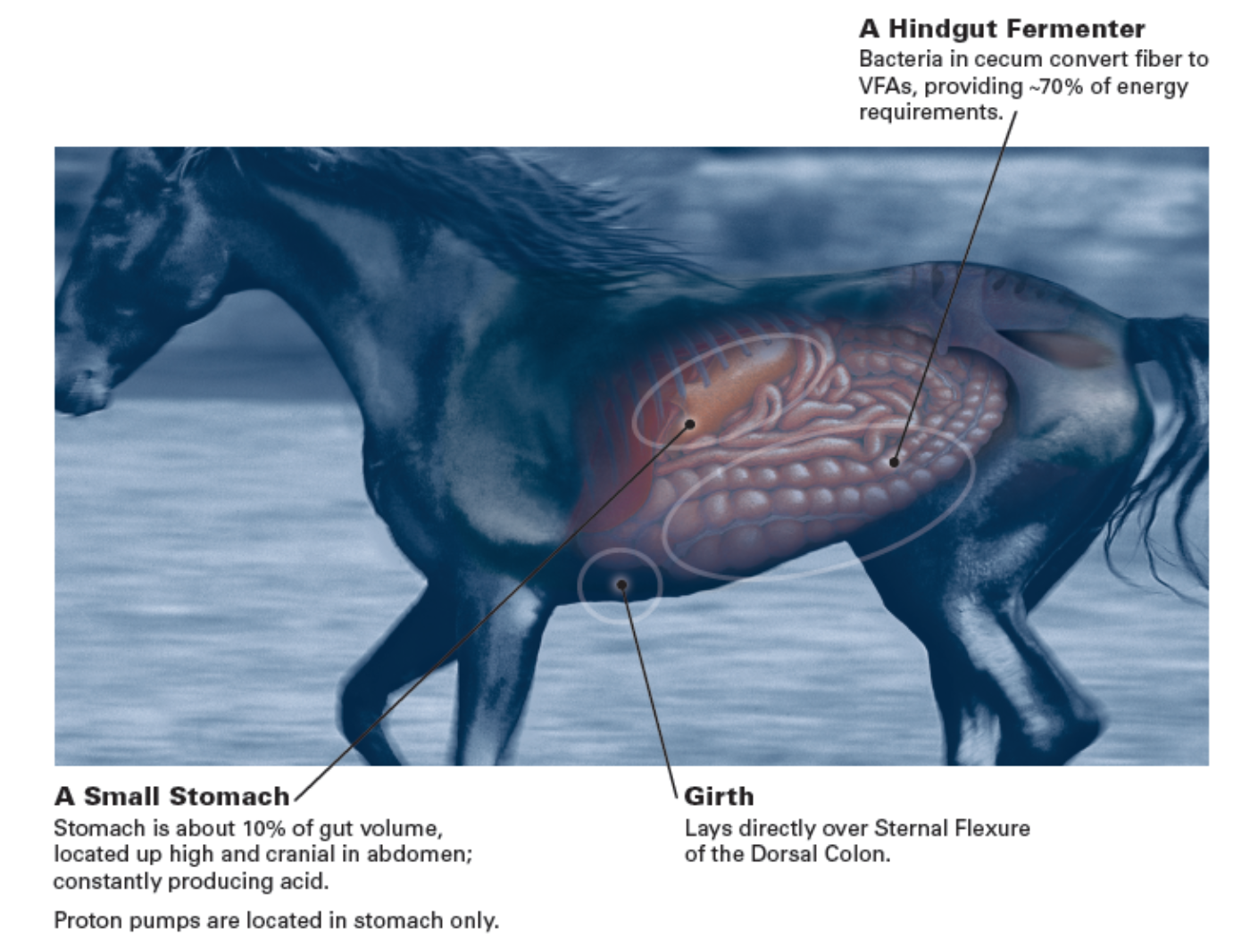 Your Horse UlcerFree Pt 1 Overview of Equine Ulcers