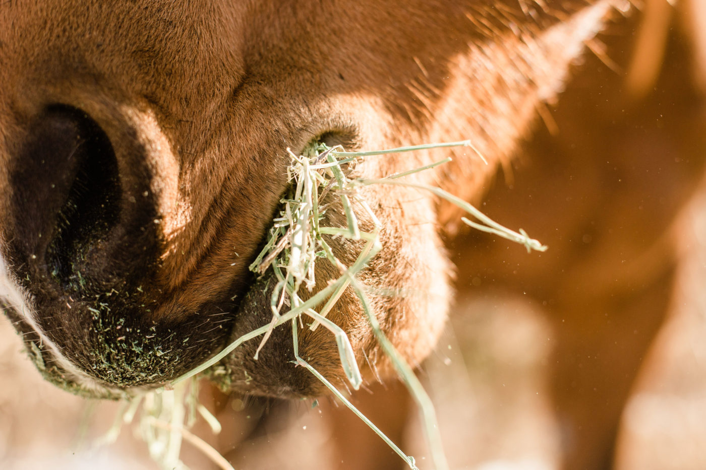 Alfalfa Cubes (Summit Forage Products) - Equine Nutrition Analysis